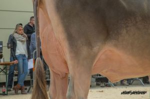 k-AR8I4363 Junior Miss BV GoldHill Norwin ATACAMA Pfulg Koni und Felder Pascal